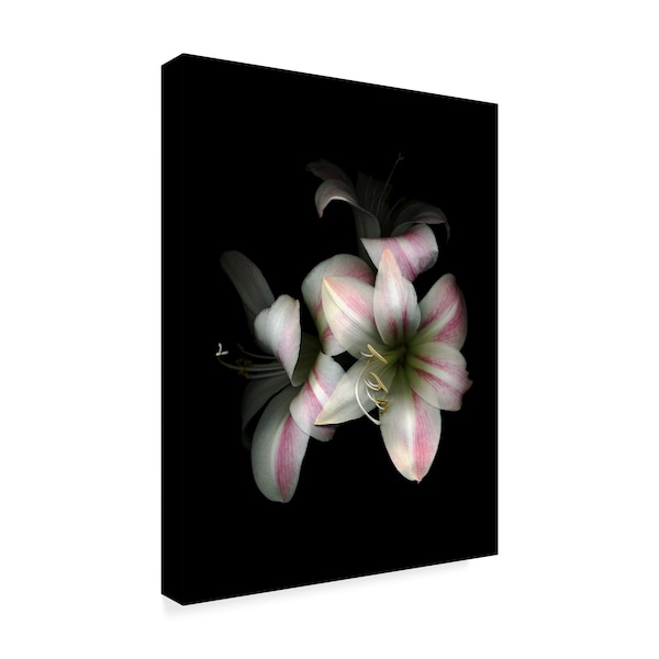 Susan S. Barmon 'Apple Blossom Amaryllis' Canvas Art,14x19